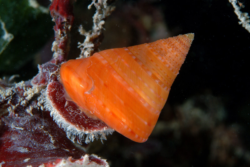 Calliostoma conulus